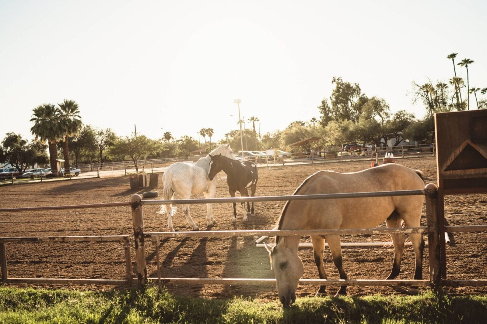 Horses in the HŪNKAPI farm arena in Scottsdale at sunset.